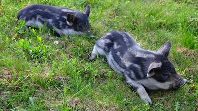 Zwei gescheckte Ferkel liegen im Gras